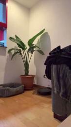 Xxl_1987 webcam model stream image