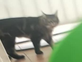 hannahjames710 webcam chaturbate model stream image