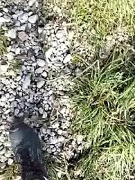 pegaso369 webcam stripchat model stream image